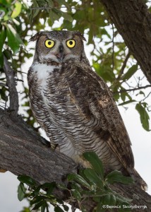 2510 Great Horned Owl (Bubo virginianus)