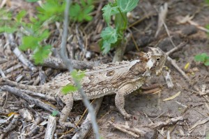 2513 Texas Horned Lizard (Phrynosoma cornutum)
