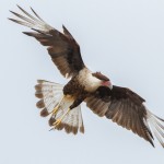 2518 Immature Crested Caracara (Caracara cheriway)