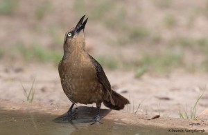 2527 Female Great-tailed Grackle (Quiscalus mexicanus)
