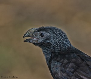 2528 Groove-billed Ani (Crotophaga sulcirostris)