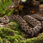 2535 Dusky Pigmy Rattlesnake (Sistrurus miliarius barbouri).