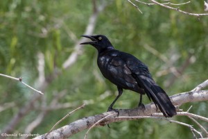 2541 Great-tailed Grackle (Quiscalus mexicanus)