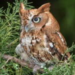 2550 Eastern Screech-Owl (Megascops asio) Red Phase
