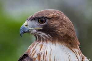 2552 Red-tailed Hawk (Buteo jamaicensis)