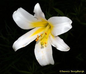 2558 White Lily