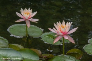 2564 Water Lilies