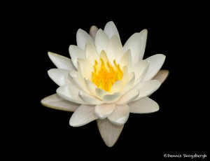 2574 Water Lily