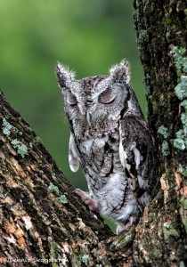 2576 Eastern Screech-Owl (Megascops asio)