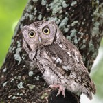 2578 Eastern Screech-Owl (Megascops asio)