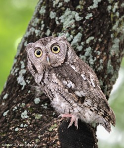 2578 Eastern Screech-Owl (Megascops asio)