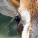 2581 Eyelashes, Roan Antelope (Hippotragus-equinus)