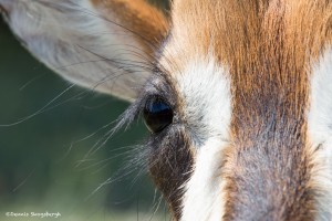 2581 Eyelashes, Roan Antelope (Hippotragus-equinus)