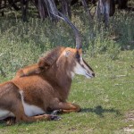 2582 Roan Antelope (Hippotragus-equinus)