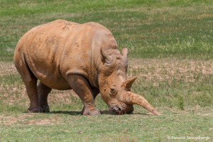 2585 White Rhinoceros (Ceratotherium simum simum)