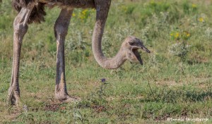 2589 Ostrich (Struthio camelus)