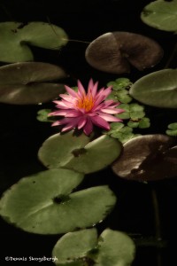 2593 Water Lily