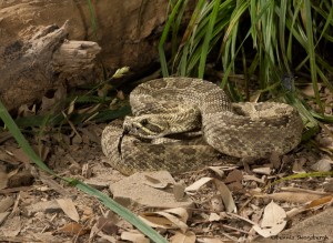 2595 Prairie Rattlesnake (Ceotalus viridis)