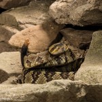 2597 Black-tailed Rattlesnake (Crotalus molossus)
