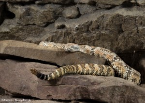 2600 Speckled Rattlesnake (Crotalus mitchellii)