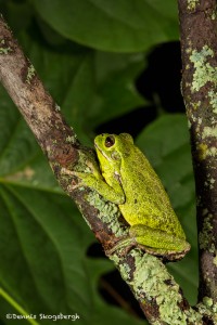 2605 Barking Tree Frog (Hyla gratiosa)