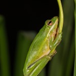 2608 American Green Tree Frog (Hyla cinerea).