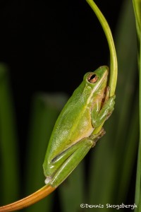 2608 American Green Tree Frog (Hyla cinerea).