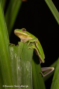 2609 American Green Tree Frog (Hyla cinerea).