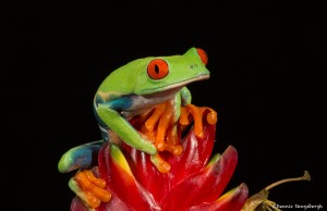 2613 Red-eyed Green Tree Frog (Agalychnis callidryas).