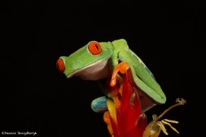 2614 Red-eyed Green Tree Frog (Agalychnis callidryas).