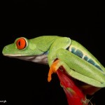 2616 Red-eyed Green Tree Frog (Agalychnis callidryas).