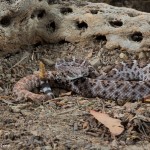 2617 Western Diamondback Rattlesnake (Crotalus atrox).