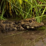 2619 Dwarf Crocodile (Osteolaemus tetraspis).
