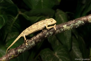 2621 African Cameleon (Chamaeleo africanus).