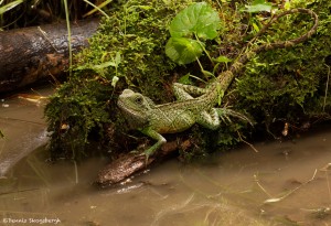 2622 Chinese Water Dragon (Physignathus cocincinus).