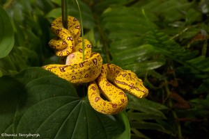 2626 Juvenile Green Tree Python (Morelia viridis).