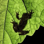2627 Frog Silhouette