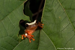 2628 African Clown Reed Frog (Hyperolius tuberilingus).