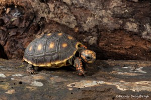 2632 Red-footed tortoises (Chelonoidis carbonaria).