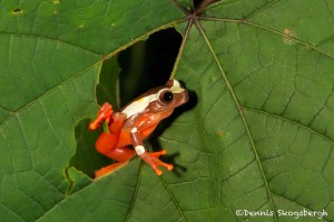 2633 African Clown Reed Frog (Hyperolius tuberilingus).