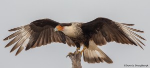 2534 Adult Crested Caracara (Caracara cheriway)