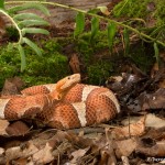 2636 Broad-banded Copperhead (Agkistrodon contortrix laticinctus).