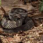 2638 Black Phase Timber Rattlesnake (Crotalus horridus).
