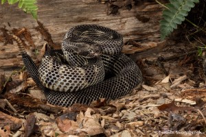 2638 Black Phase Timber Rattlesnake (Crotalus horridus).