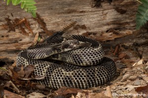 2639 Black Phase Timber Rattlesnake (Crotalus horridus).