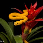 2643 Eyelash Viper (Bothriechis schlegelii).