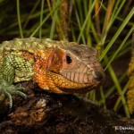 2648 Caimen Lizard (Dracaena guianensis).