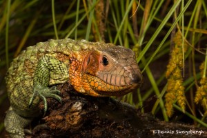 2648 Caimen Lizard (Dracaena guianensis).