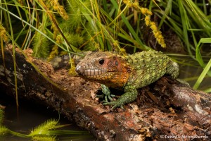 2649 Caimen Lizard (Dracaena guianensis).