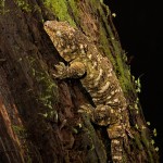 2653 New Caledonian Giant Gecko (Rhacodactylus leachianus).